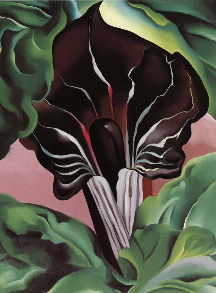 奧姬芙 作品 jack in the pulpit